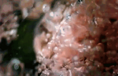 跳跳糖動(dòng)圖-100 .gif